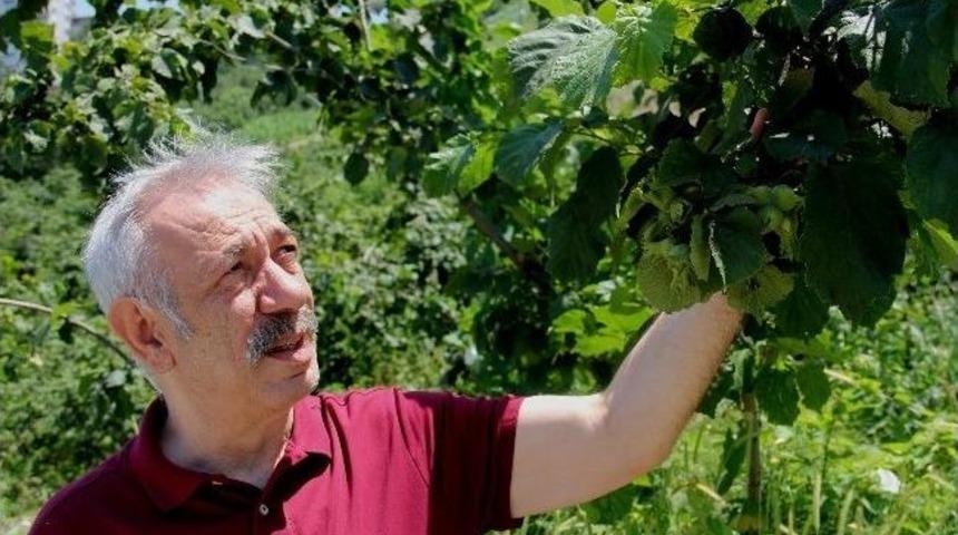 Fındıkta Verim Arttırılıyor