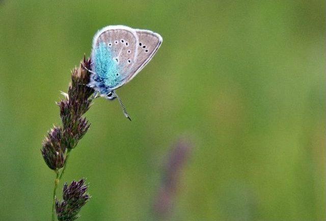 T&uuml;rkiye&rsquo;de En Fazla Kelebek &Ccedil;eşidi G&uuml;m&uuml;şhane de 1