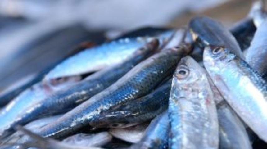 T&uuml;rkiye 20 &Uuml;lkeye Hamsi İhra&ccedil; Etti