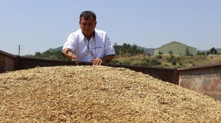 Osmaneli'de Buğday Hasadı Başladı