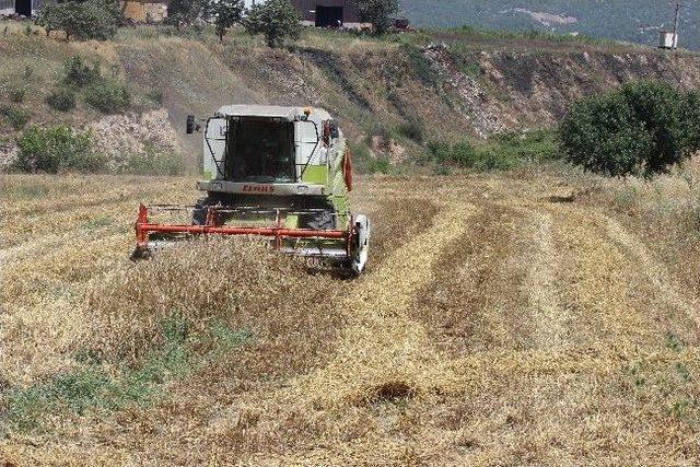 Osmaneli'de Buğday Hasadı Başladı