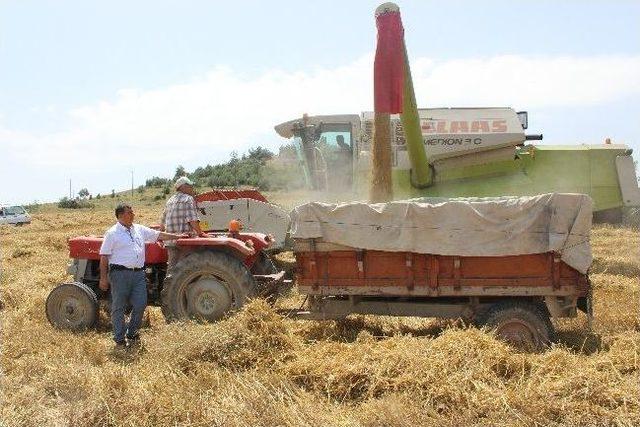 Osmaneli'de Buğday Hasadı Başladı