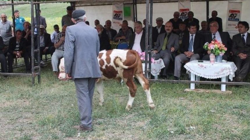Sarıkamış&rsquo;ta Suni Tohumlama G&uuml;zel Buzağı Yarışması