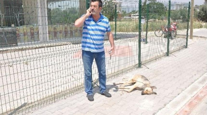 K&ouml;peği &Ouml;nce Motosikletin Arkasına Bağlayıp S&uuml;r&uuml;kledi, Sonra &Ouml;l&uuml;me Terk Etti