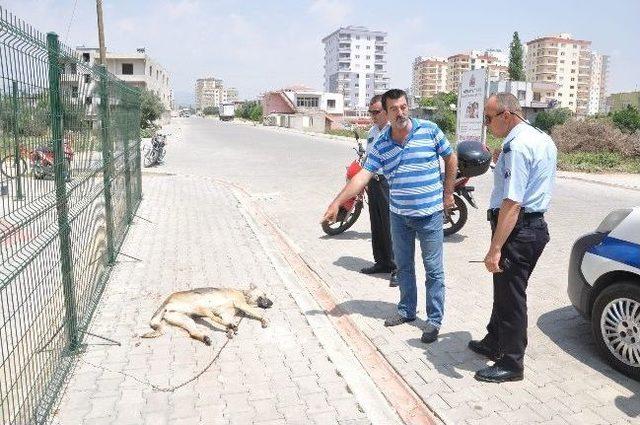 Köpeği Önce Motosikletin Arkasına Bağlayıp Sürükledi, Sonra Ölüme Terk Etti