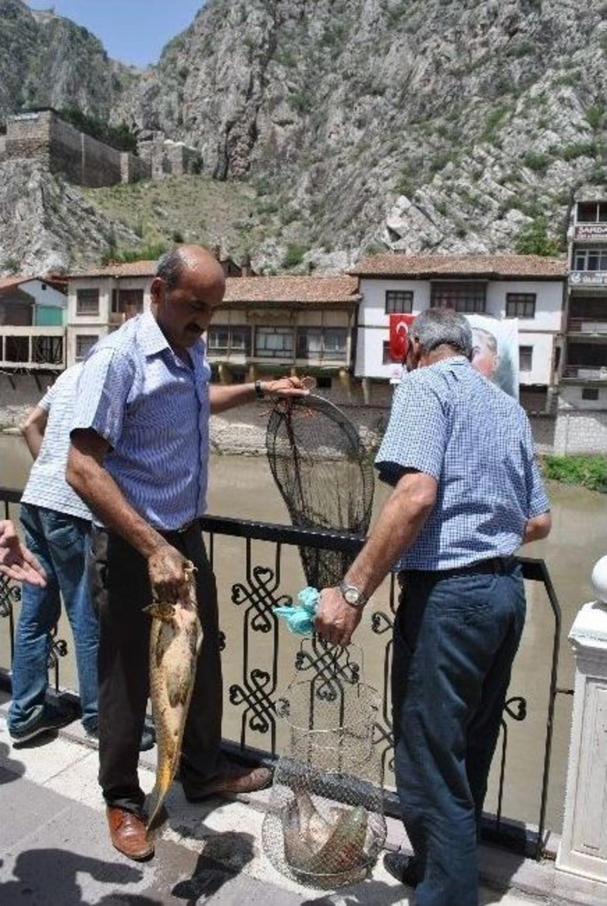 Yeşilırmak Balık Aktı