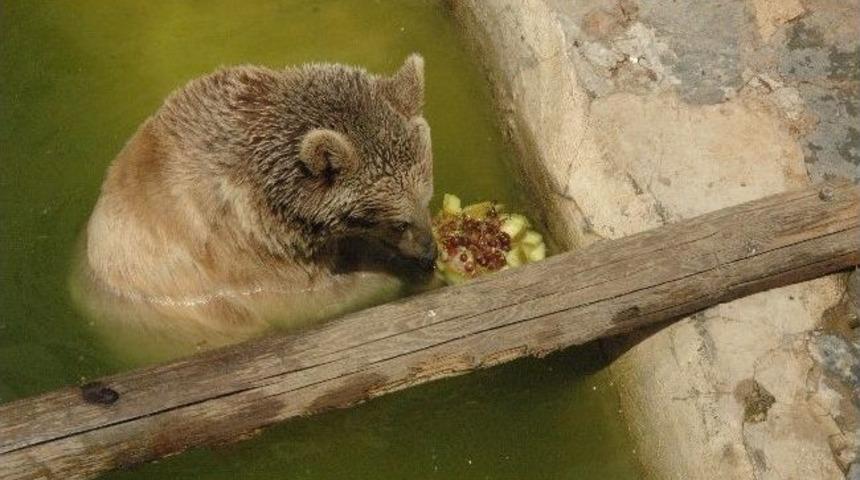 Ayıların Havuzda Buzlu Meyve Keyfi