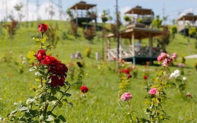 Serapark, Piknikçilerin Akınına Uğruyor 1