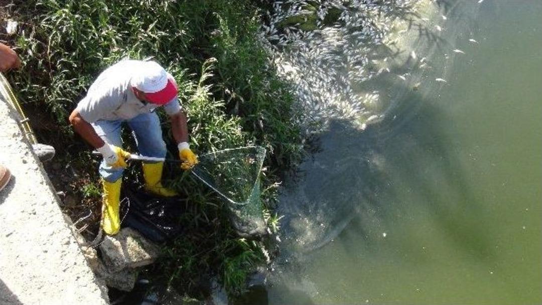 Gazipaşa&rsquo;da Binlerce Balık Telef Oldu