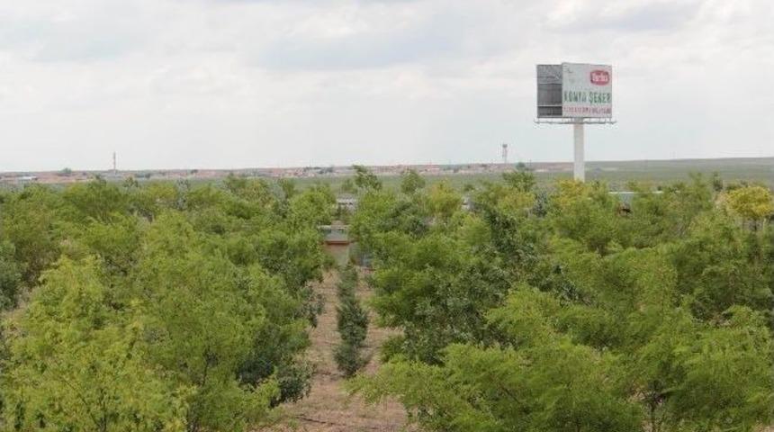 Konya Ovasında Ihlamur Kokusu