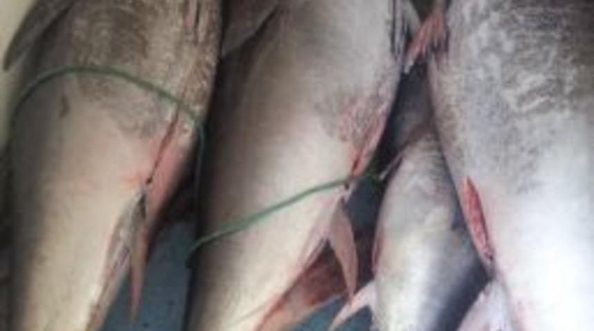 Ka&ccedil;ak Orkinos Avcılarına Su&ccedil;&uuml;st&uuml;