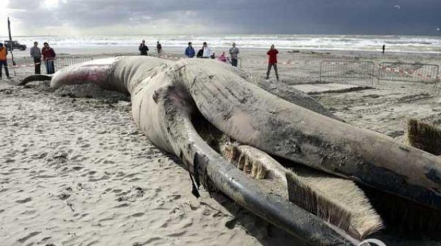 G&ouml;renler g&ouml;zlerine inanamadı!