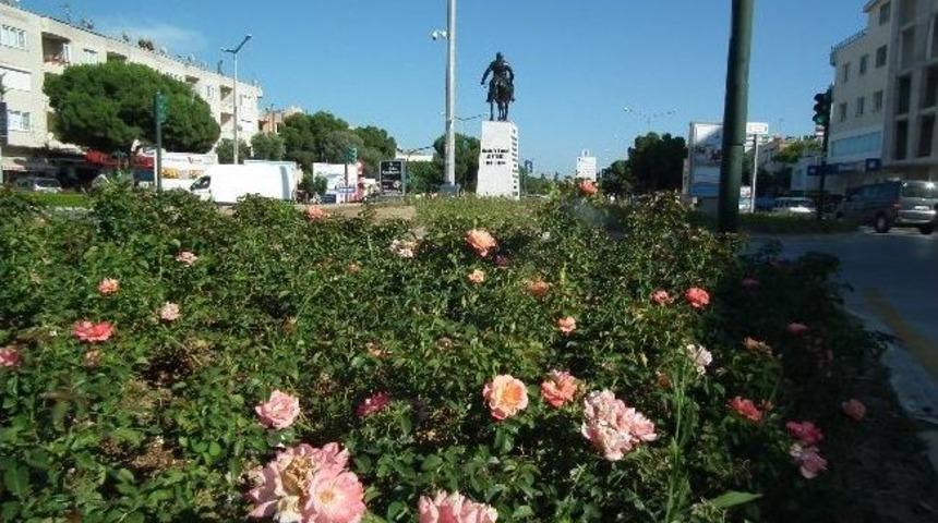 Didim&rsquo;e 50 Bin Melez &Ccedil;ay G&uuml;l&uuml; Dikildi
