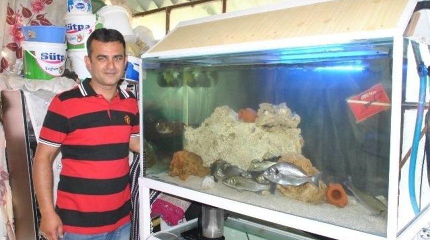 Yiyeceği Deniz Balığını Kendi Yetiştiriyor
