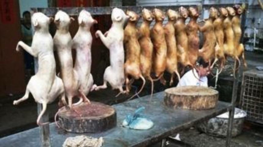 'k&ouml;pek Yeme Festivali'ne Bir Tepki De Bitlis&rsquo;ten