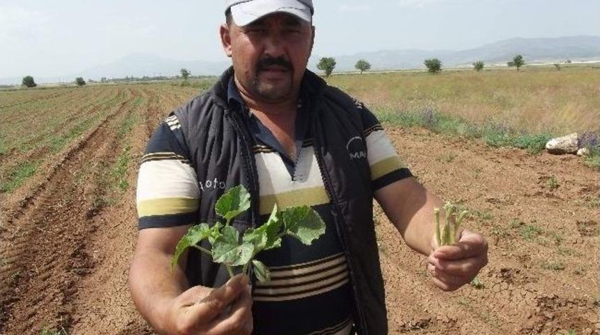 Kavun Karpuz Diyarı Akalan Ovası'nı &Ccedil;ekirgeler Bastı