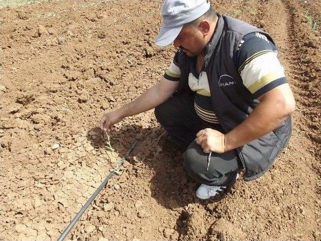 Kavun Karpuz Diyarı Akalan Ovası'nı Çekirgeler Bastı