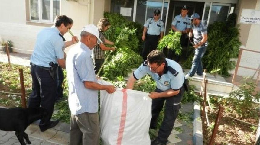 Dikili'de 115 K&ouml;k Hint Keneviri Ele Ge&ccedil;irildi