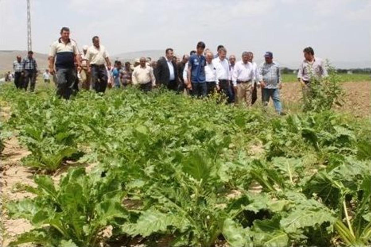 Son Yağışlar, Pancar &Ccedil;ift&ccedil;isinin Y&uuml;z&uuml;n&uuml; G&uuml;ld&uuml;rd&uuml;