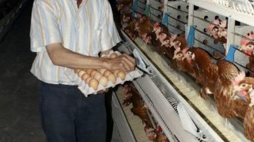 Yumurta İhracatına Işid Engeli