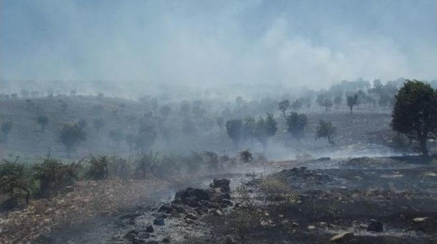 Diyarbakır'da Orman Yangını