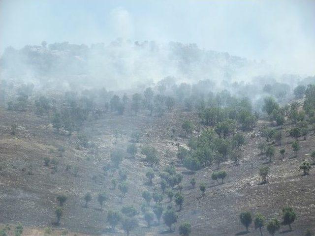 Diyarbakır'da Orman Yangını