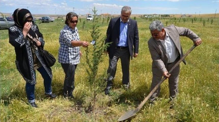 Soma Şehitleri Anısına Fidan Dikildi