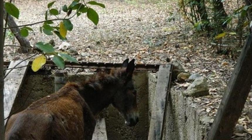 Milli Park Kampında &ldquo;katır &ldquo; Kurtarma Operasyonu