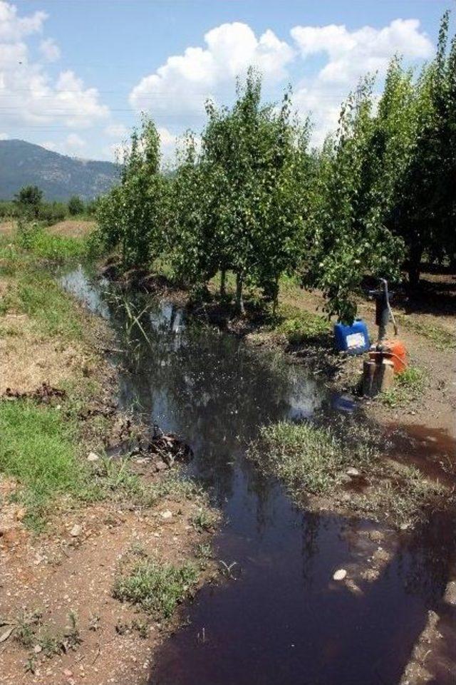 (özel Haber) Sanayi Atıkları Yüzünden 600 Dönüm Meyve Bahçesi Kuruma Tehlikesiyle Karşı Karşıya 2