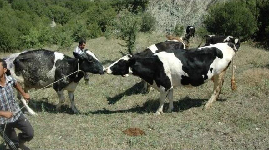 U&ccedil;uruma Yuvarlanan İnek 20 Saatte Kurtarıldı