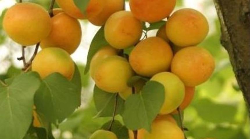 Kayısı Sezonu 3 Liradan Kapattı