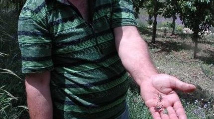 Sarıveliler&rsquo;de &Ccedil;ekirge İstilası