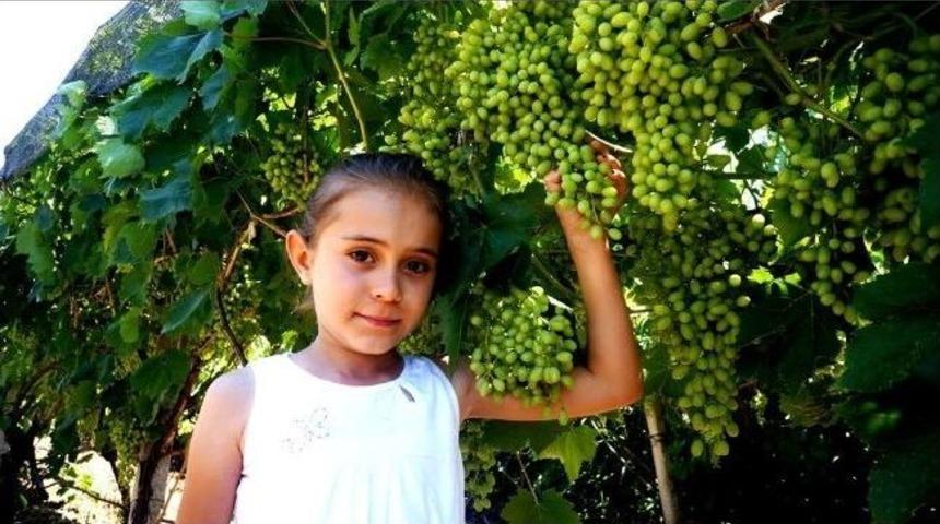 Sarıgöl’de Sultaniye Üzüm Bereketi