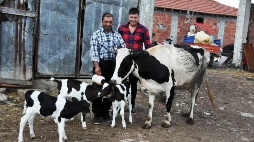 Kocaeli&rsquo;de Gebe İnek &Uuml;&ccedil;&uuml;z Doğurdu