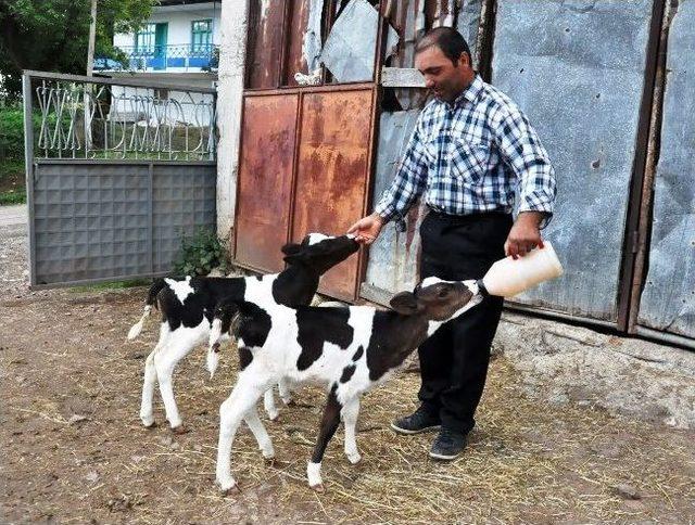 Kocaeli’de Gebe İnek Üçüz Doğurdu