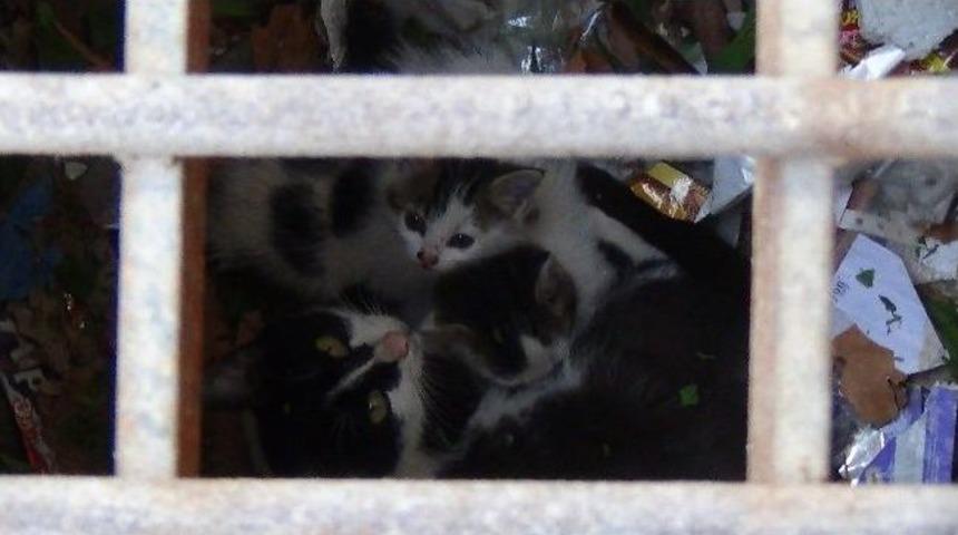 İtfaiye, Yavru Kediler İ&ccedil;in Seferber Oldu