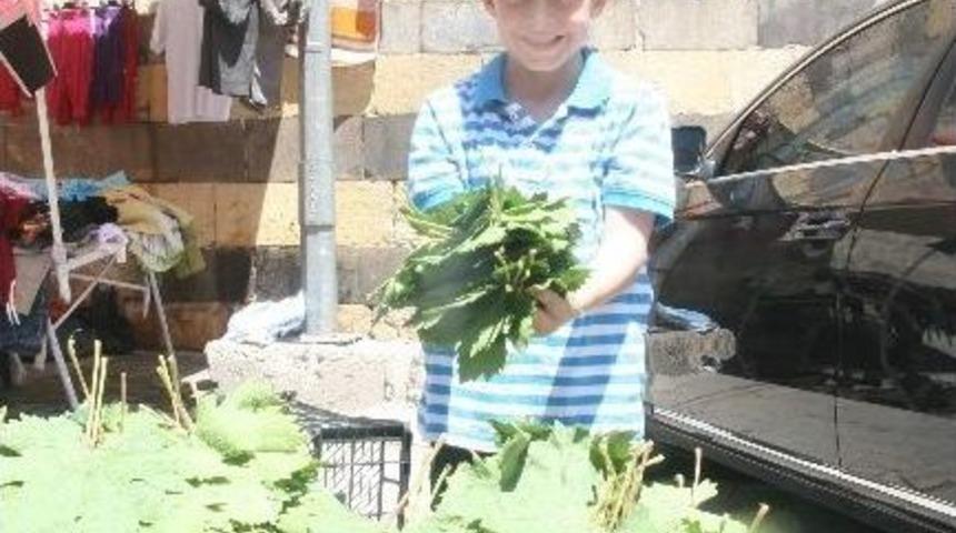 Kilis'te Asma Yaprağına Yoğun Talep