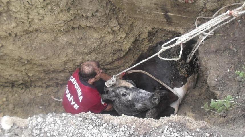 &Ccedil;aycuma&rsquo;da &Ccedil;ukura D&uuml;şen Ineği Itfaiye Ekipleri Kurtardı