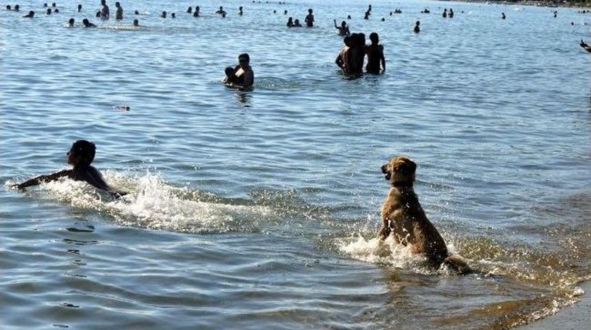 Sıcaktan Bunalan K&ouml;pek Sahibi İle Y&uuml;zerek Serinledi