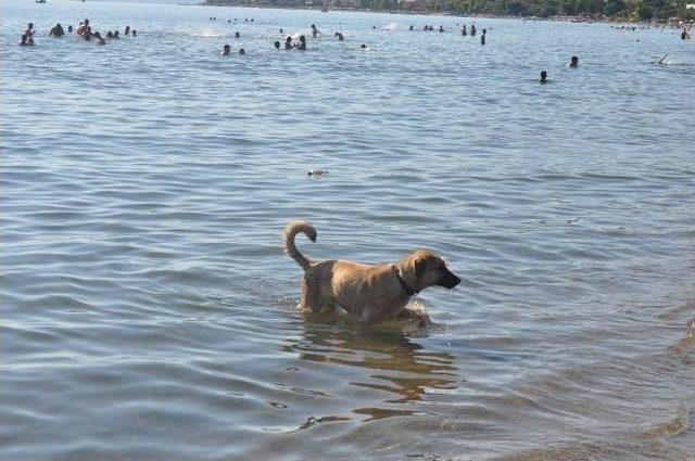 Sıcaktan Bunalan Köpek Sahibi İle Yüzerek Serinledi