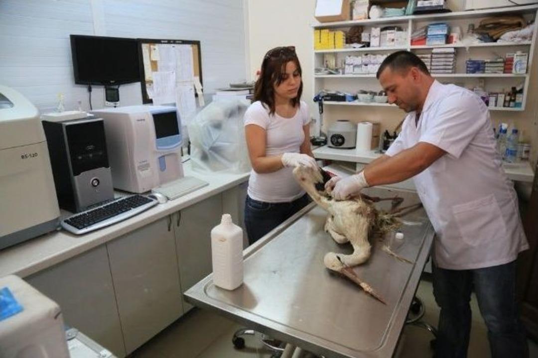 Milas'ta Yaralı Leylek Tedavi Edildi