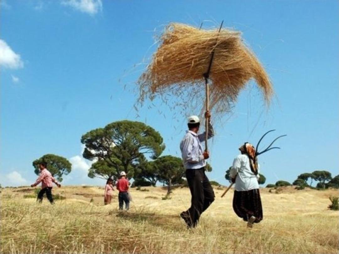 T&uuml;rkiye Buğday İthal Edebilir