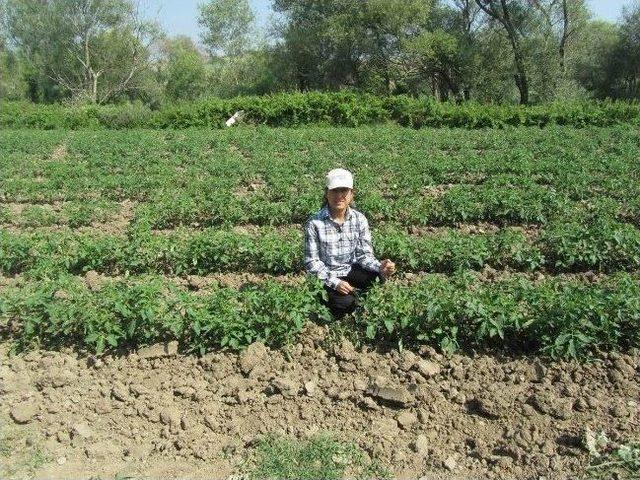 Domates Tarlalarında Mildiyö Hastalığına Rastlandı