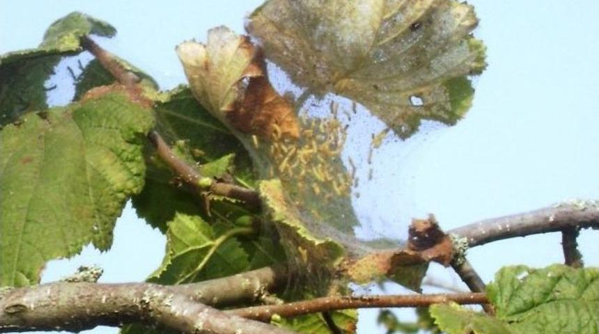 Fındık &Uuml;reticilerine "amerikan Beyaz Kelebeği" Uyarısı