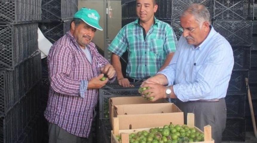 Korkuteli&rsquo;nde Hal Sezonu A&ccedil;ıldı