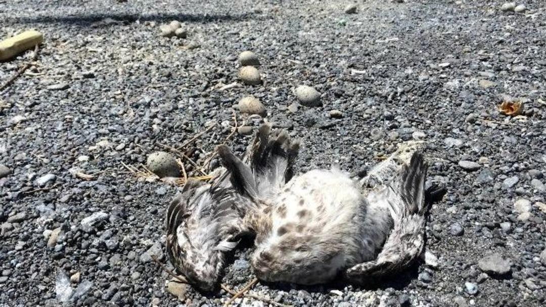 Van G&ouml;l&uuml;&rsquo;nde Martı &Ouml;l&uuml;mleri