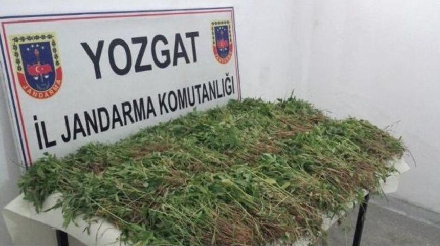 Yozgat&rsquo;ta 11 Bin 142 K&ouml;k Hint Keneviri Ele Ge&ccedil;irildi