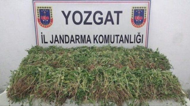 Yozgat’ta 11 Bin 142 Kök Hint Keneviri Ele Geçirildi