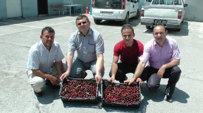 &Ccedil;aycuma Da Kiraz &Uuml;reticiliği İlgi G&ouml;rd&uuml;