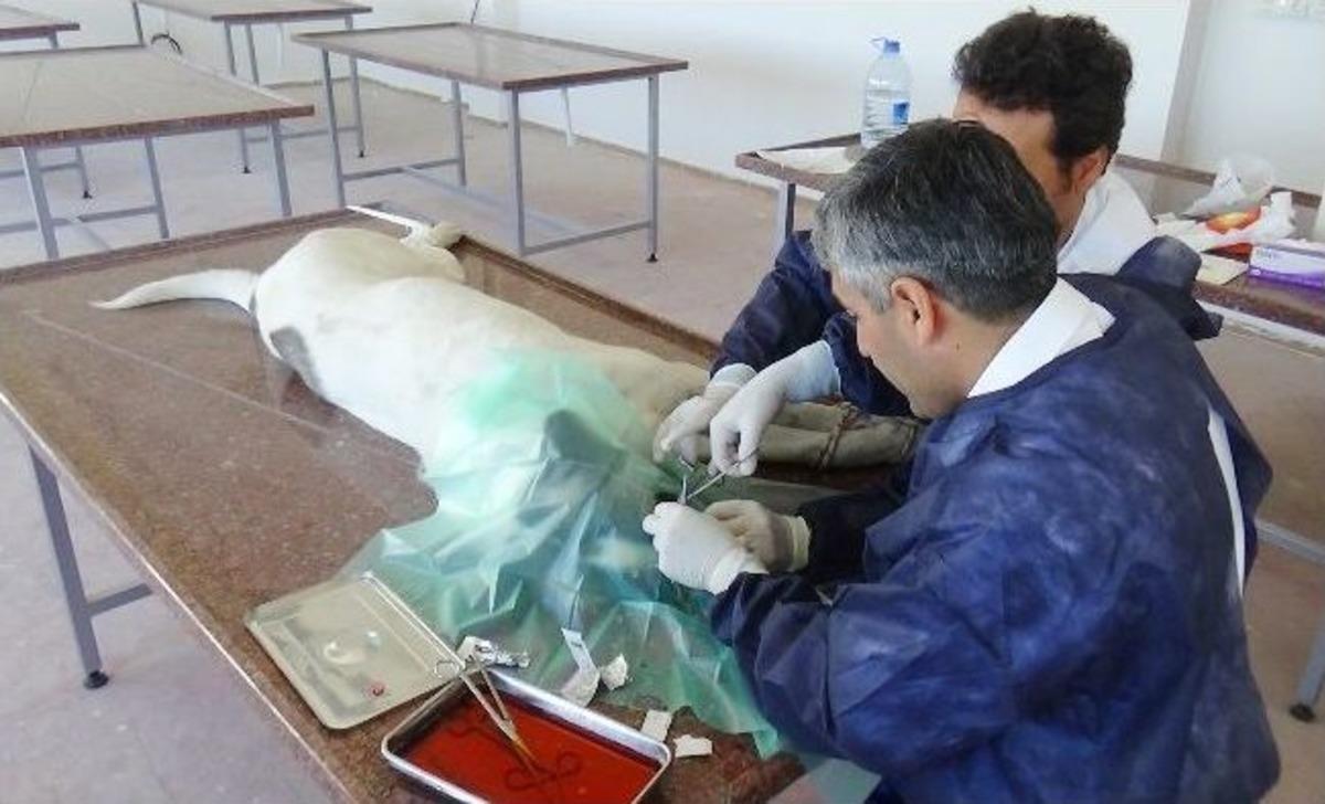 Malaklı Cinsi K&ouml;peğe Fıtık Ameliyatı